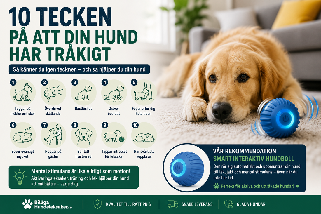 10 tecken på att din hund har tråkigt