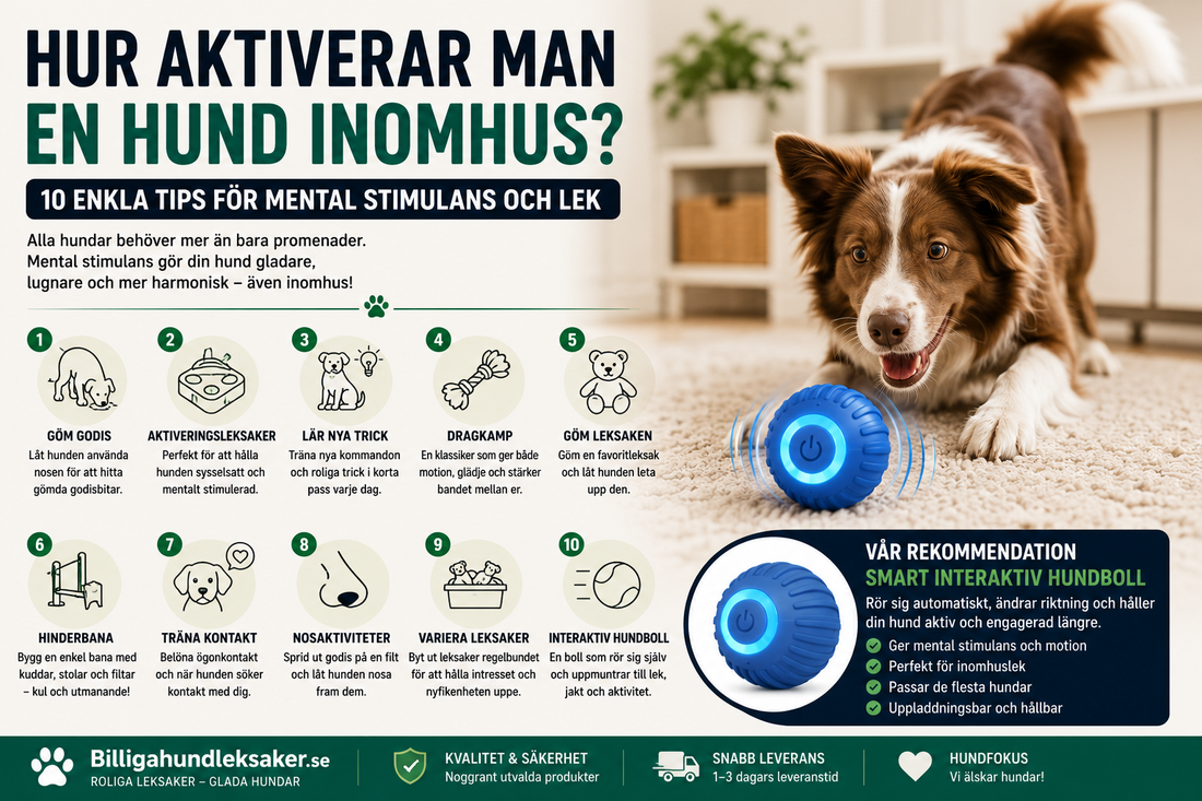 Hur aktiverar man en hund inomhus